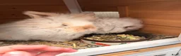 Mini Lion Lop rabbits for sale: 2x Double Maned Male Lion Lop Rabbits in Chichester - Advert 1