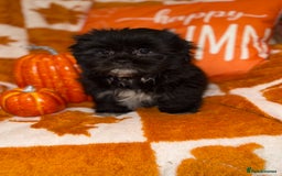 Shih Tzu dogs for sale: 🩷🩷 Stunning Black Shih Tzu Girls 🩷🩷 - Image 3