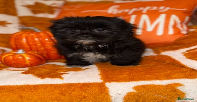 Shih Tzu dogs - Advert 6