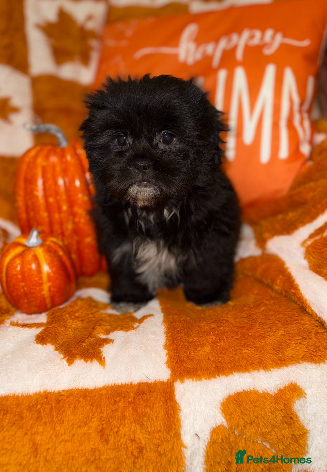 Shih Tzu dogs for sale: 🩷🩷 Stunning Black Shih Tzu Girls 🩷🩷 - Image 3
