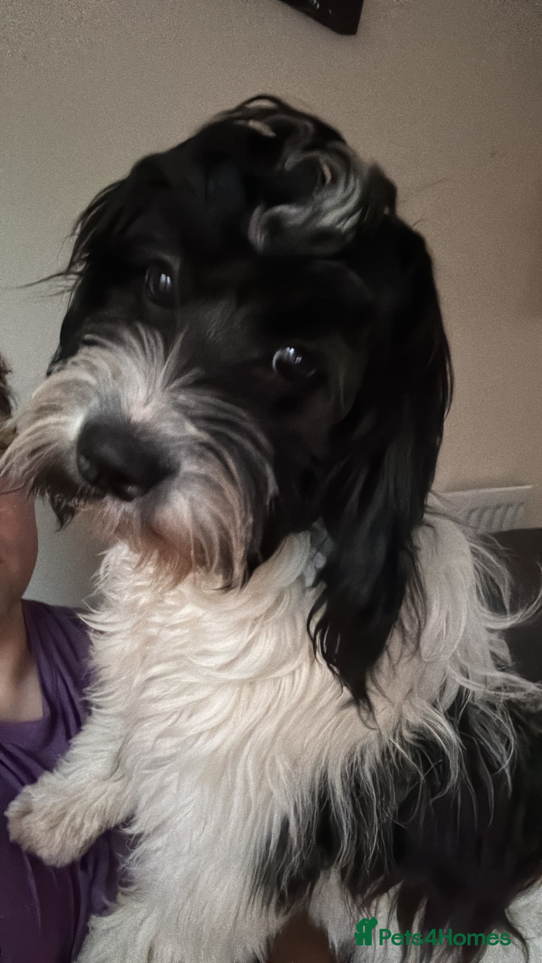 Mixed Breed dogs for sale: 7 Spinger cross Shihpoo puppies - Advert 21