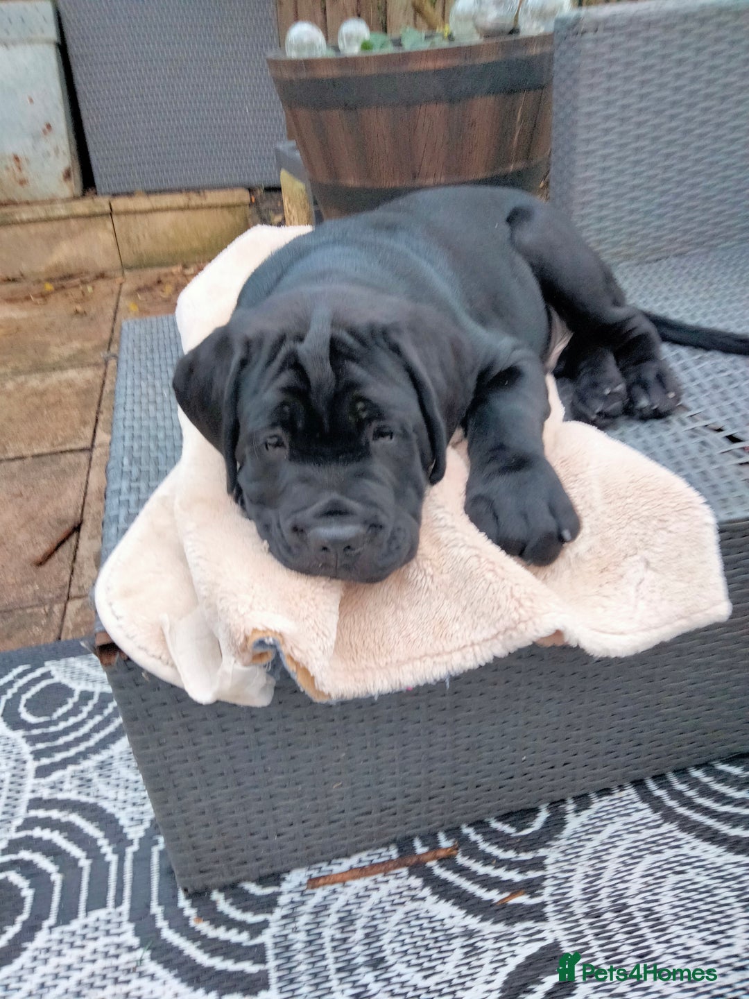 Cane Corso dogs for sale: Cane Corso XL Boy 22/12/2025 - Advert 36