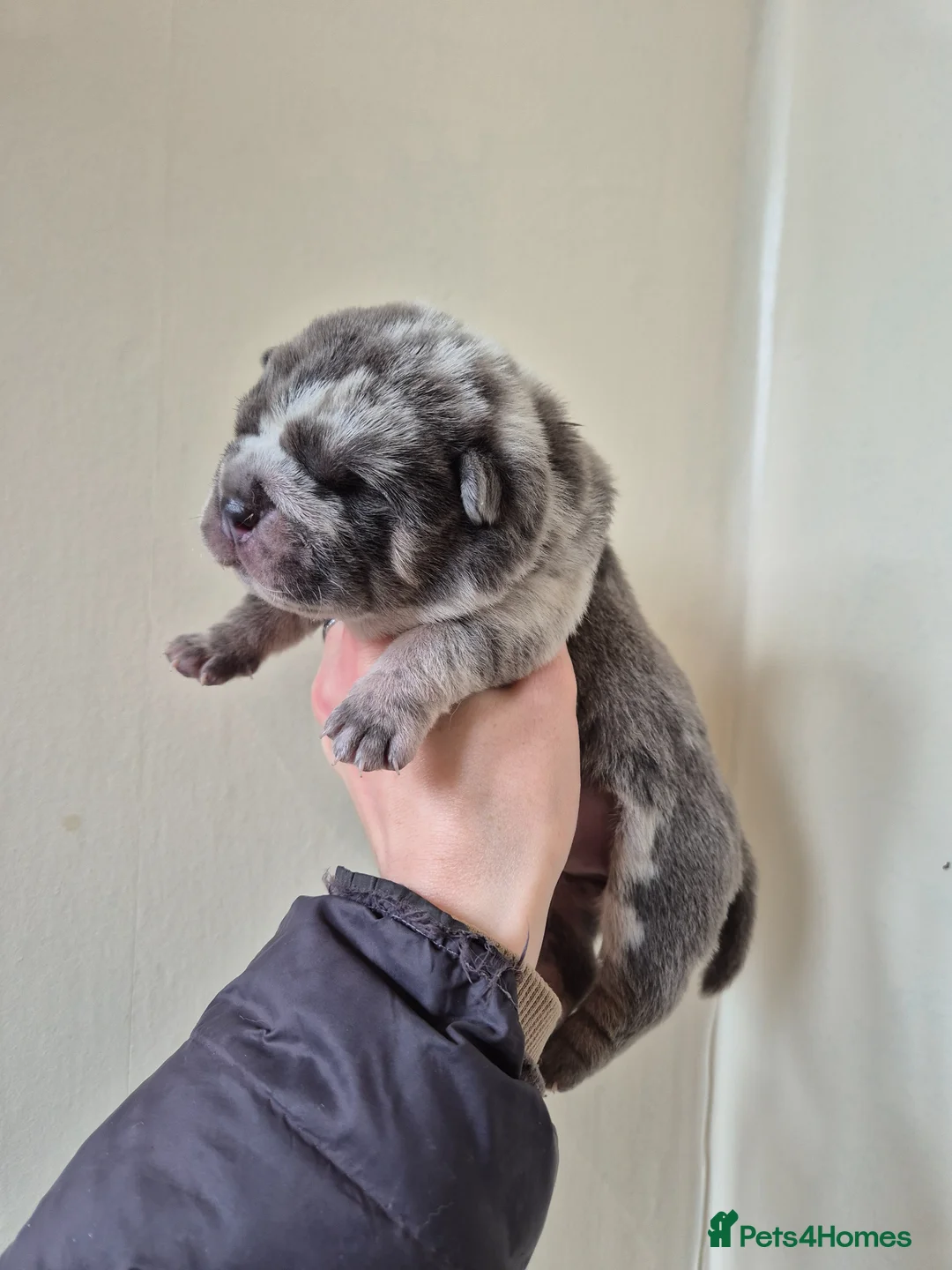 Mixed Breed dogs for sale: Chowpeis - Advert 1