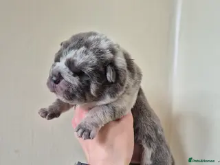 Mixed Breed dogs Chowpeis - Advert 19