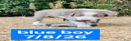 Border Collie dogs for sale: KC registered Border collie pups for sale - Advert 11