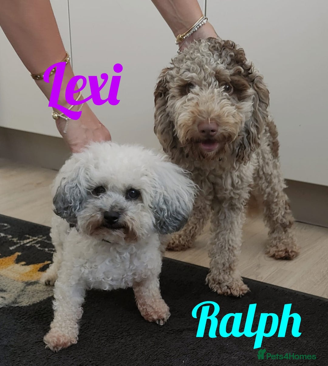 Miniature Poodle dogs for stud: Ralph-Chocolate Merle miniature poodle stud  - Image 12
