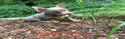 Chihuahua dogs for sale: Long-Haired Precious Tiny Chelsea Chihuahuas  - Advert 9