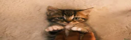 Mixed Breed cats for sale: Playful, fluffy babies  in London - Advert 12
