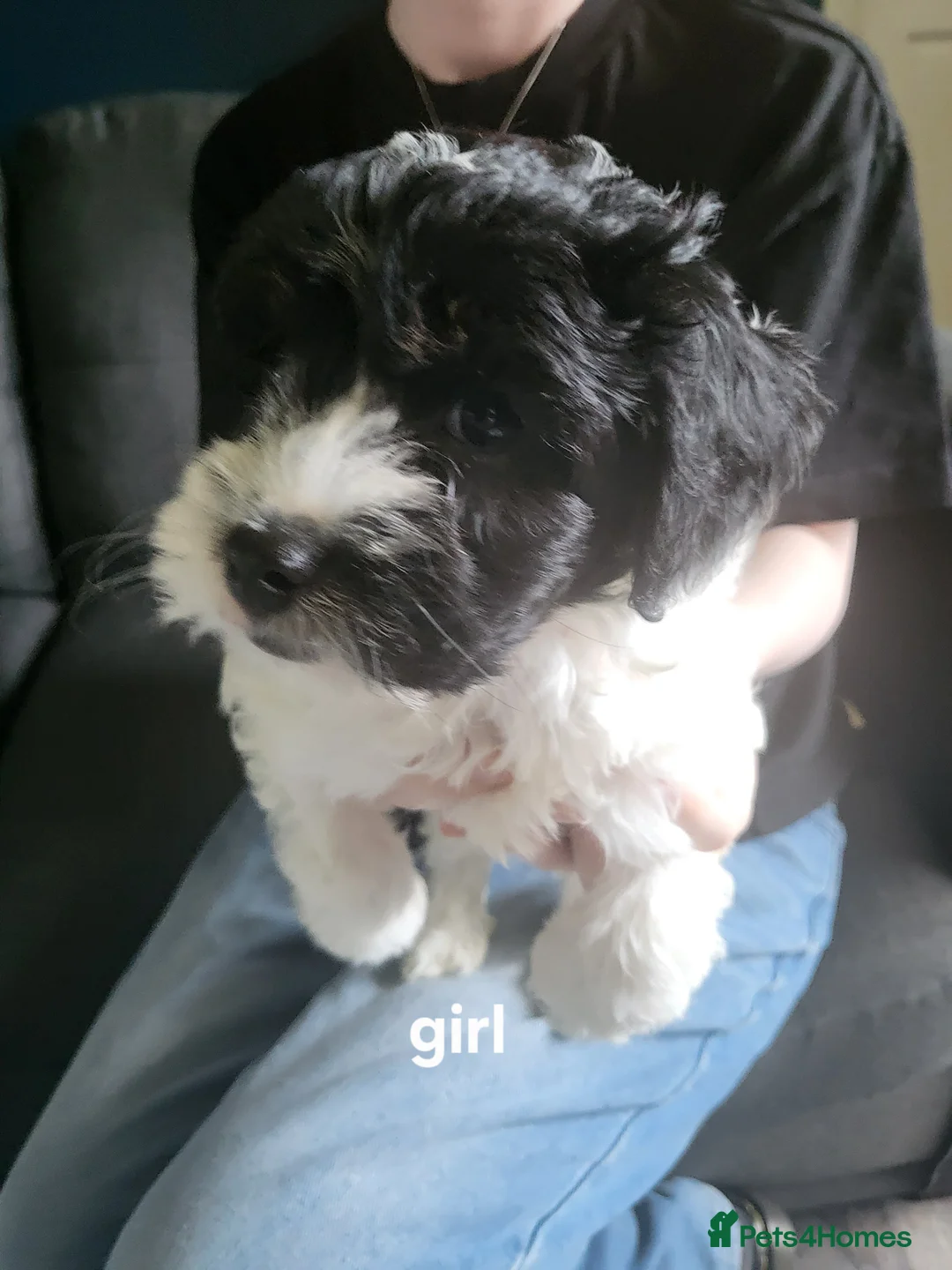 Cockapoo dogs for sale: Cockerpoo  puppies  - Advert 5