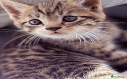 Mixed Breed cats for sale: healthy mixed kittens  - Image 5