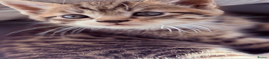 Mixed Breed Kitten 1