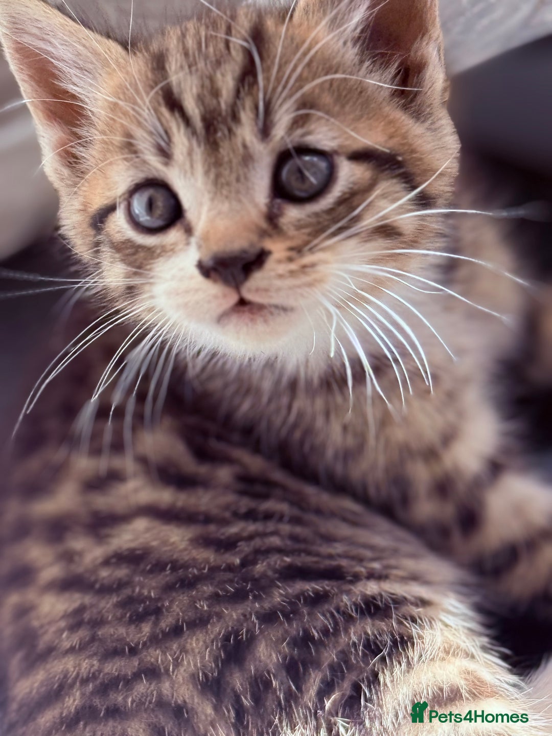 Mixed Breed cats for sale: healthy mixed kittens  - Image 5