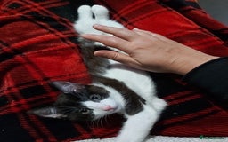 Mixed Breed cats for sale: Princess looking for a castle - Image 7