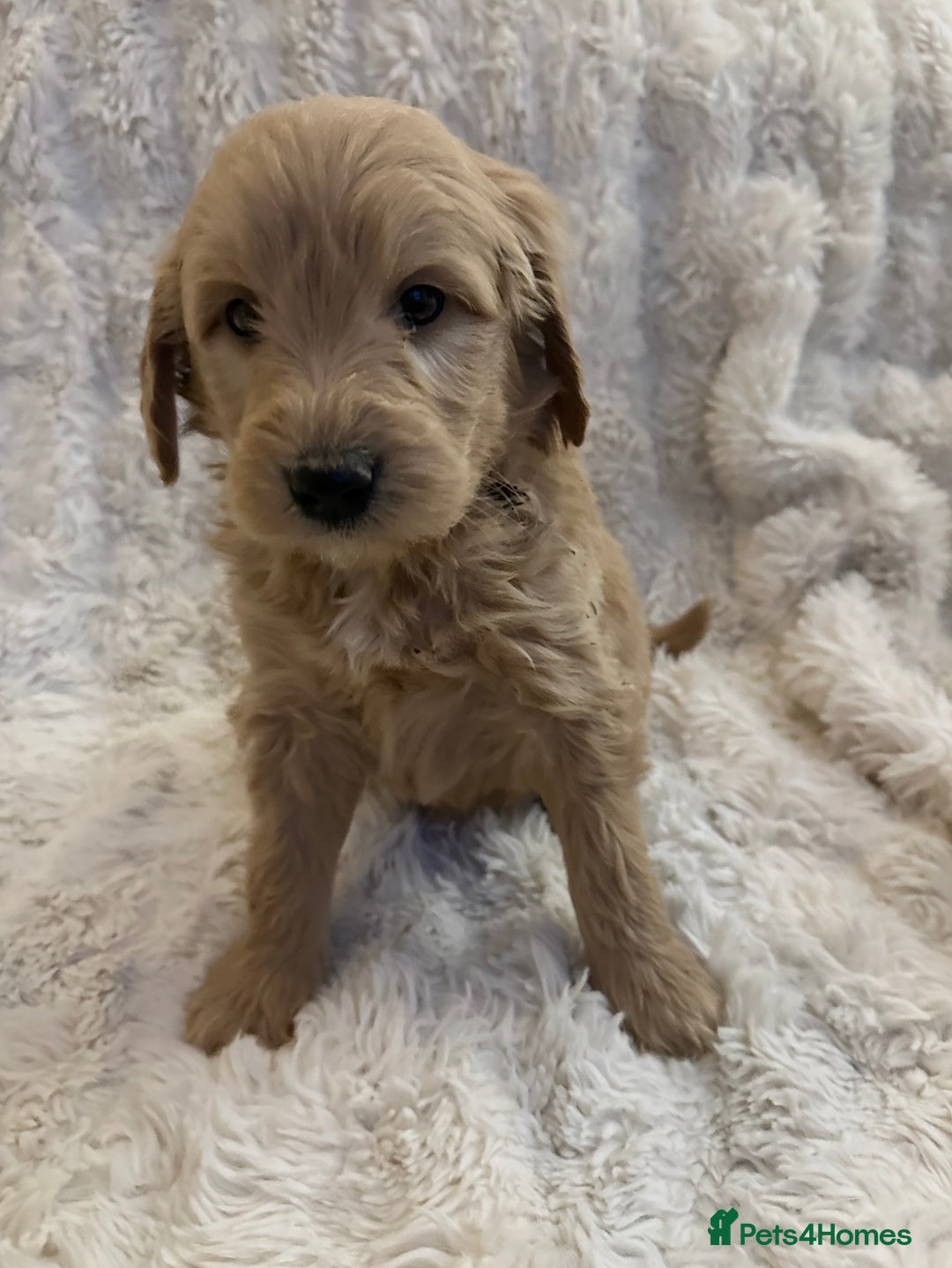 Goldendoodle dogs for sale: Beautiful golden doodles  - Advert 19