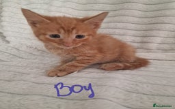Mixed Breed cats for sale: Maine coon mixed kitchens - Image 7