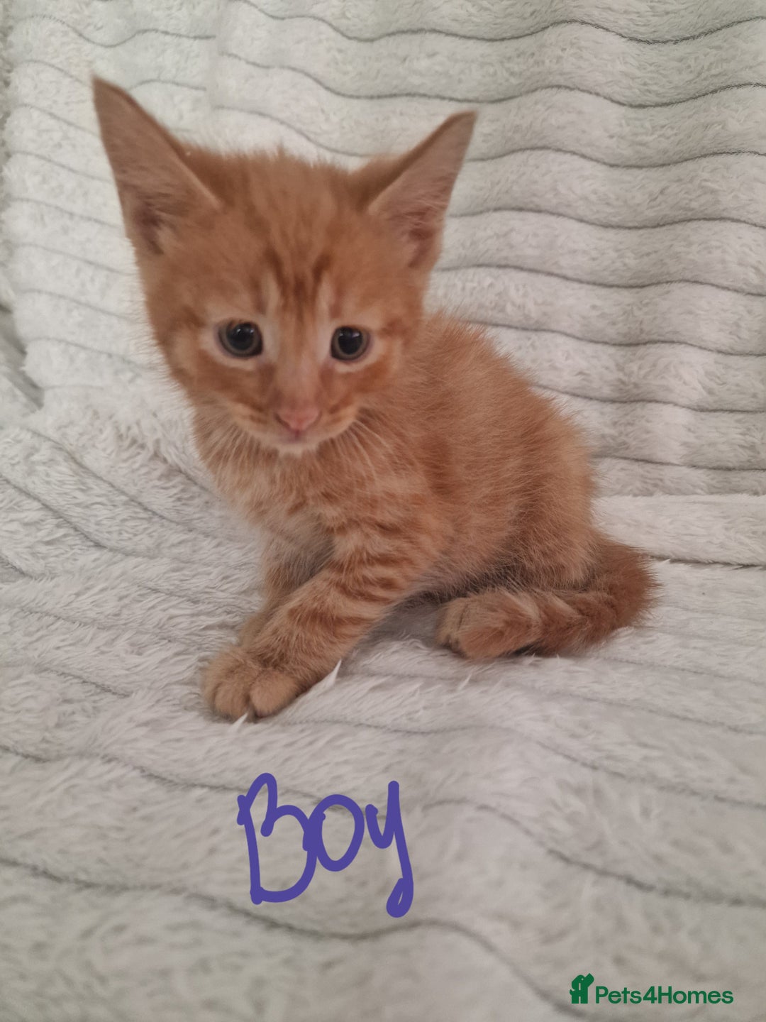 Mixed Breed cats for sale: Maine coon mixed kitchens - Image 7