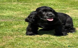 Cocker Spaniel dogs for sale: LAST BEAUTIFUL SHOW COCKER GIRL PUP  - Image 1