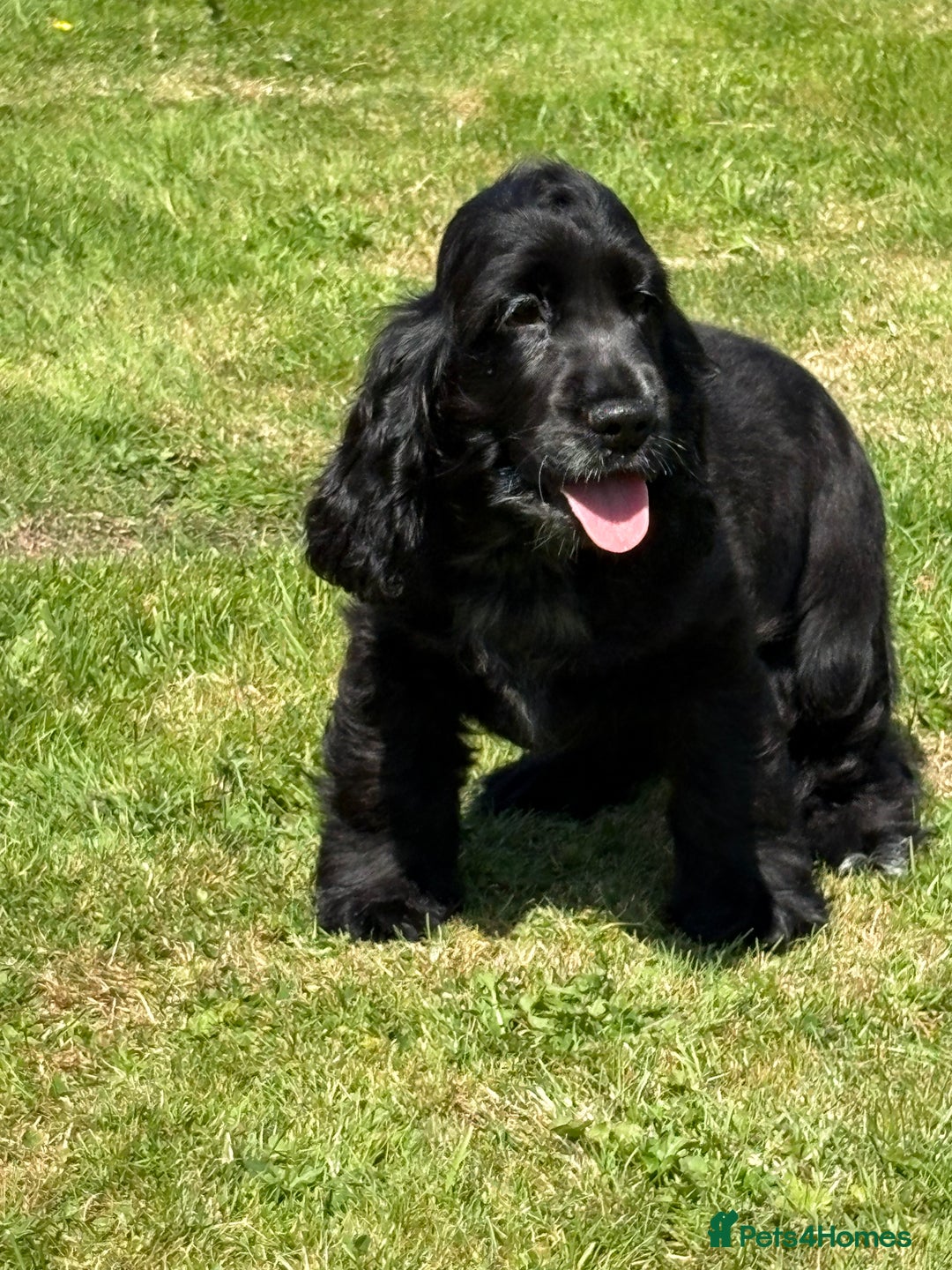 Cocker Spaniel dogs for sale: LAST BEAUTIFUL SHOW COCKER GIRL PUP  - Image 1