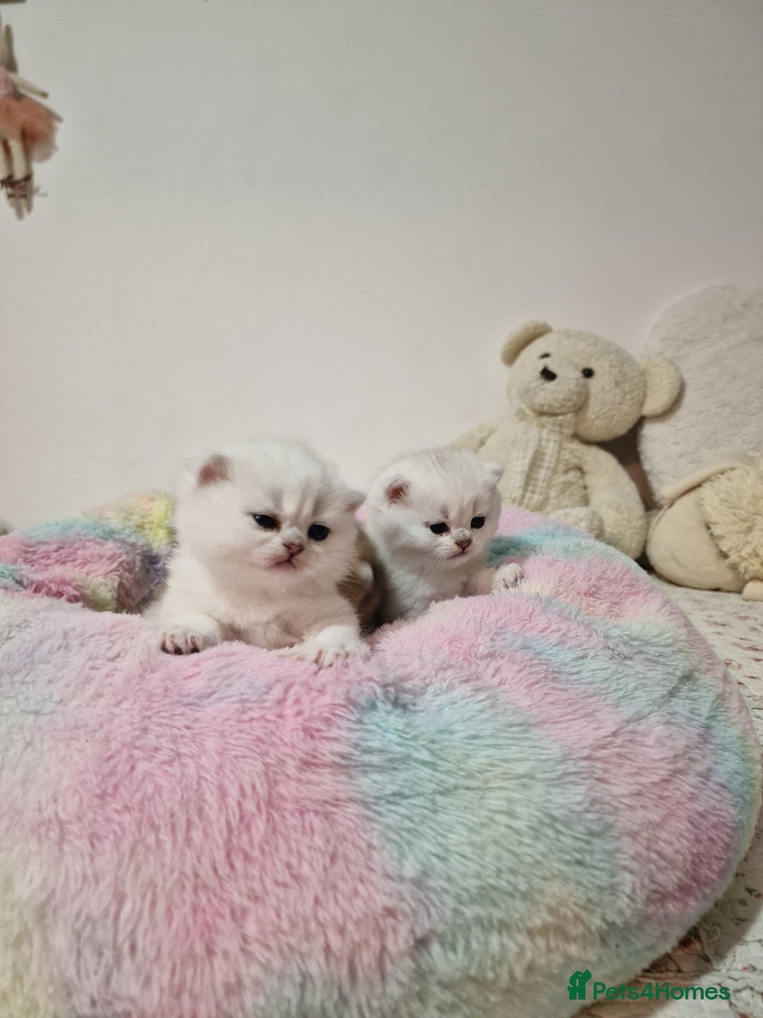 British Shorthair cats for sale: Pedigree British Short Hair Kittens  - Advert 7