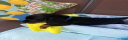 Miniature Dachshund dogs for sale: A litter of 2 lovely dachshund pups - Advert 23