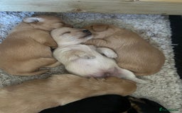 Jackapoo dogs for sale: Jackapoos - Image 10