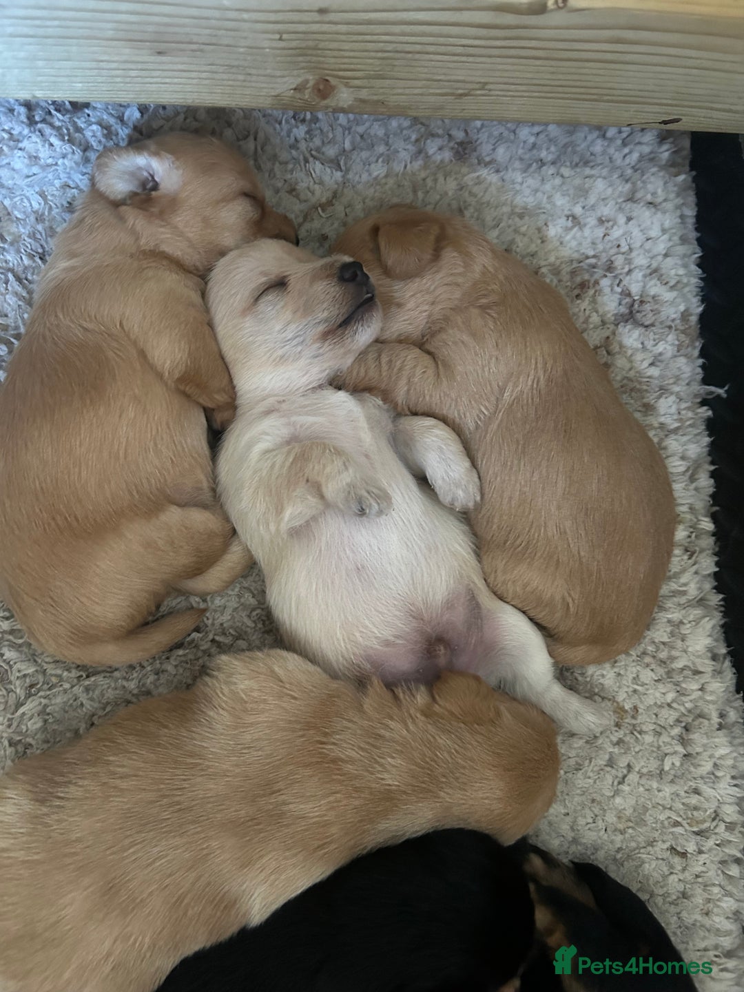 Jackapoo dogs for sale: Jackapoos - Image 10