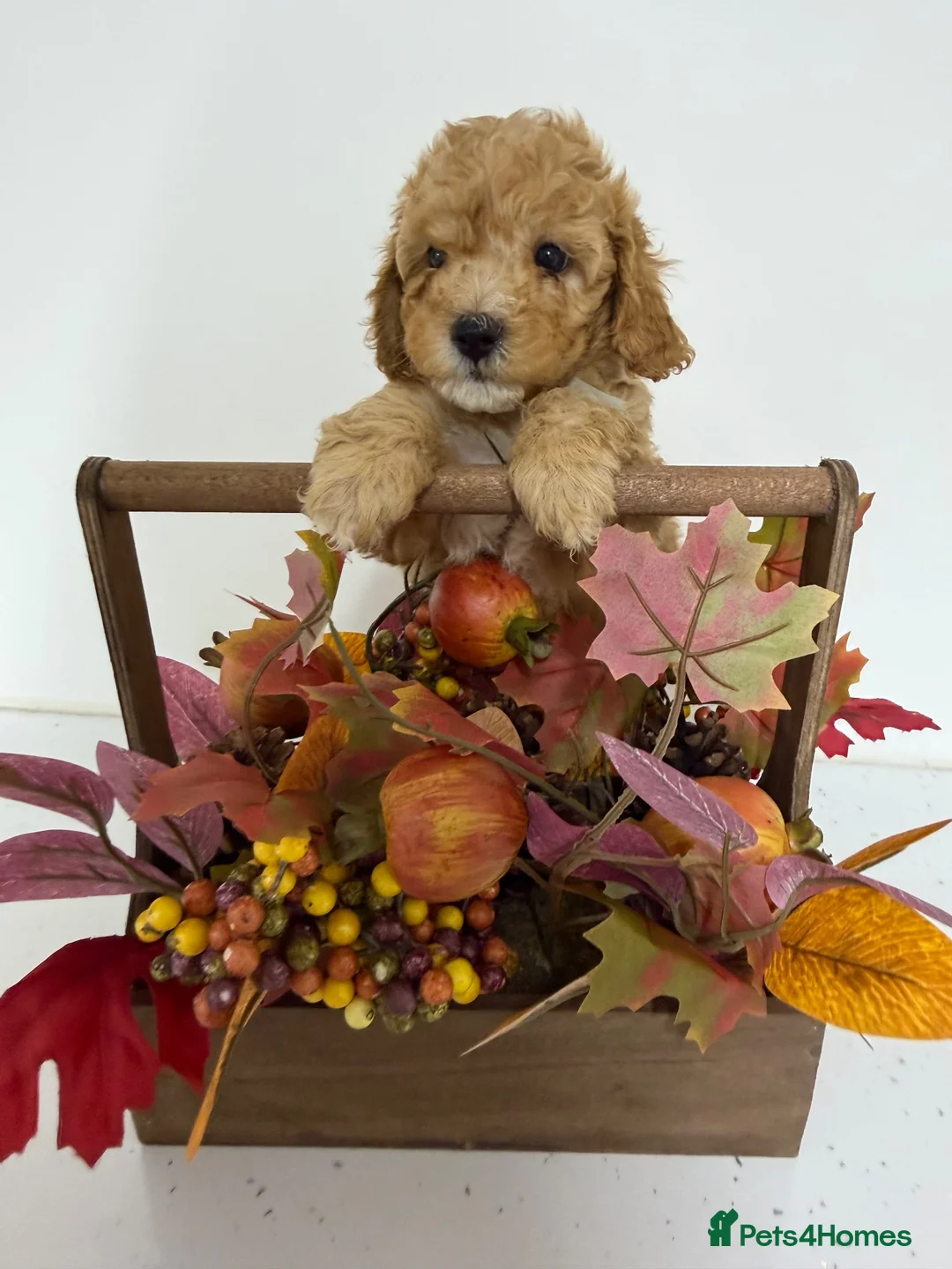 Cavapoo dogs for sale: Cavapoo F1B - Ready to be rehomed  - Advert 3