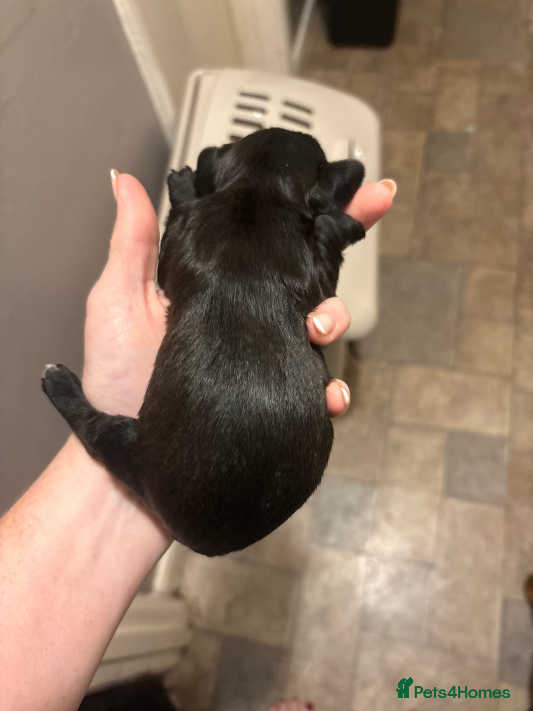 Mixed Breed dogs for sale: Doxiepoos for sale 3 x male 1 x bitch - Image 11