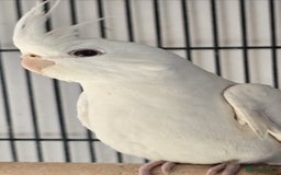 Cockatiels birds for sale: 18week old albino cockatiel  - Image 1