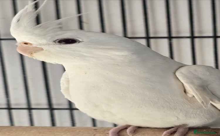 Cockatiels birds - Advert 1