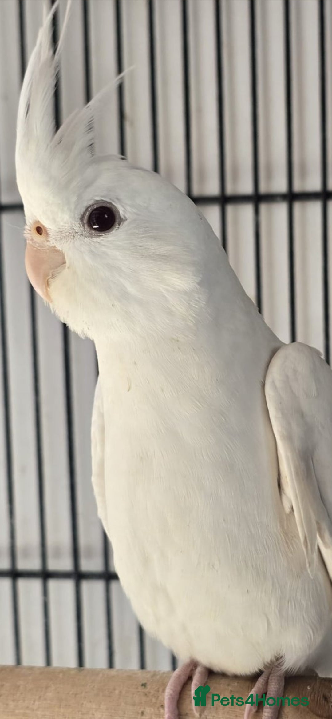 Cockatiels birds for sale: 18week old albino cockatiel  - Image 1