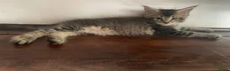 Maine Coon cats for sale: Pedigree GCCF Registered Maine Coon kittens - Advert 10