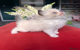Ragdoll cats for sale: Chunky Quality EU Ragdoll babies - Image 3