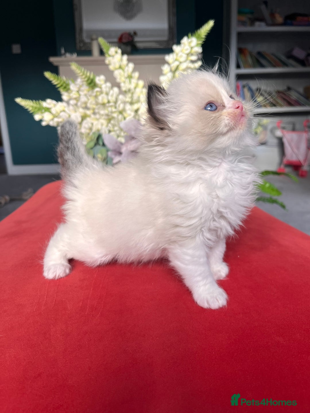 Ragdoll cats for sale: Chunky Quality EU Ragdoll babies - Image 3