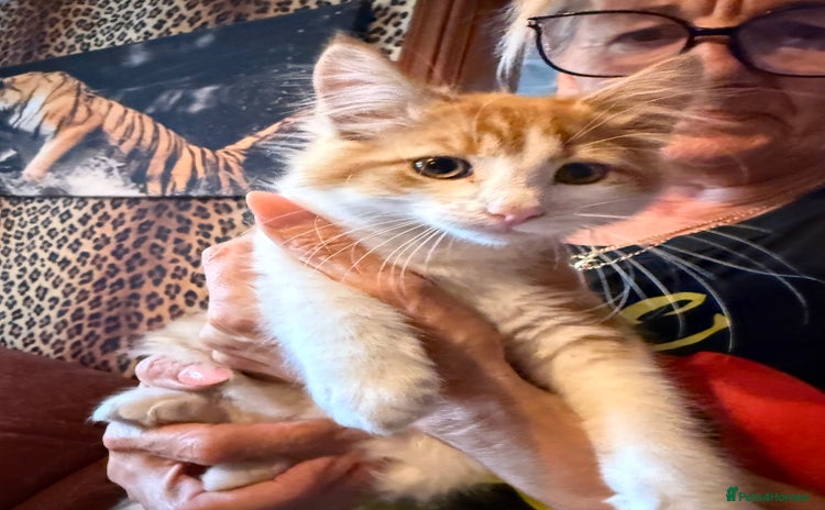 Mixed Breed cats - Advert 7