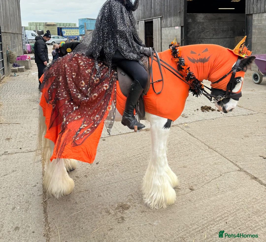 Irish Cob horses for sale: Beautiful traditional cob allrounder family pony  - Advert 8