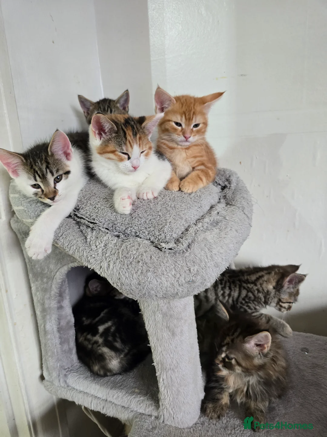 Maine Coon cats for sale: 7 beautiful Maine Coon X - Advert 1