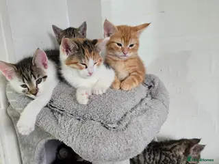 Maine Coon cats 7 beautiful Maine Coon X - Advert 2