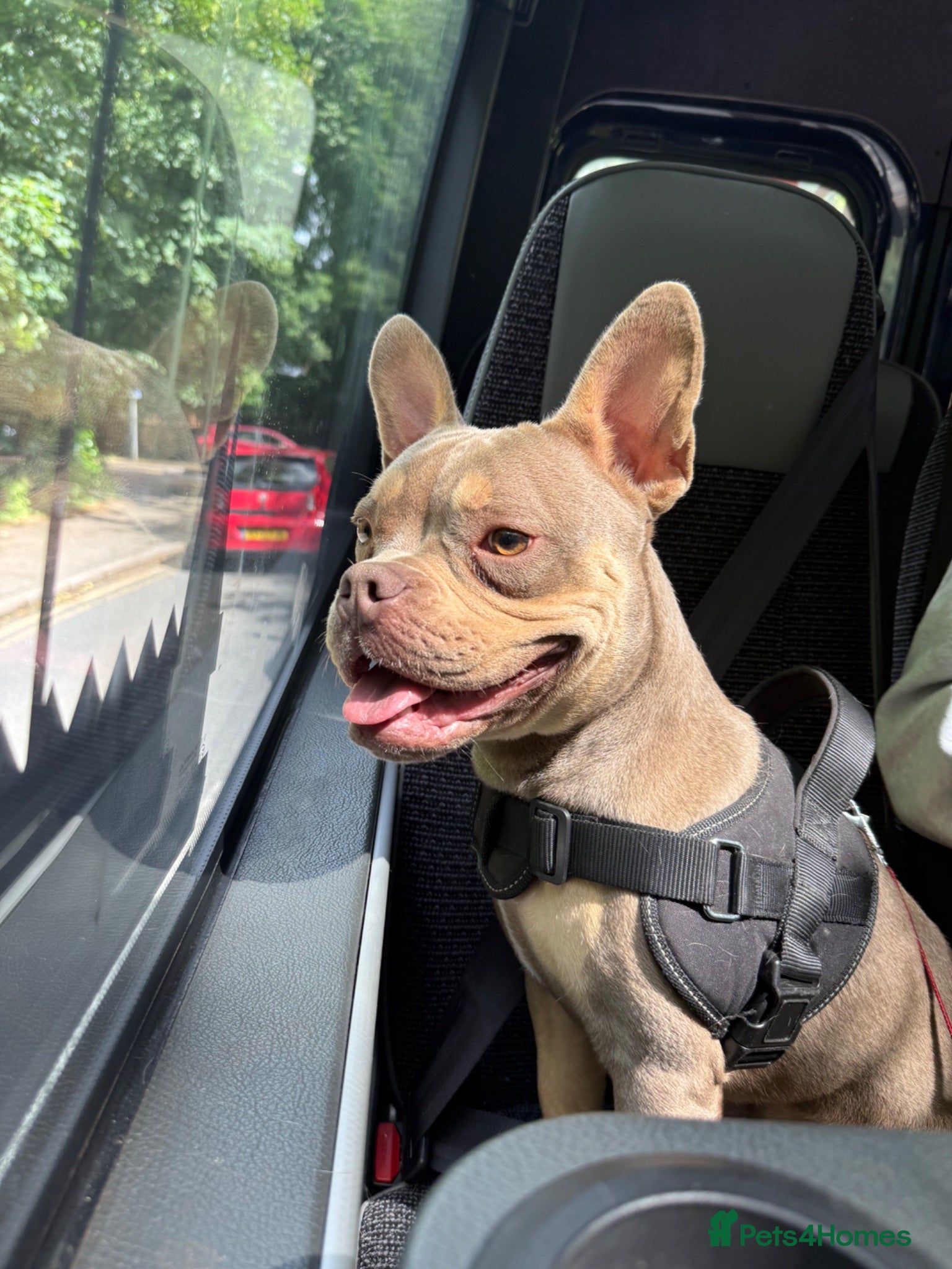 Mixed Breed dogs Blue Frenchie X Pocket Bully - Advert 3