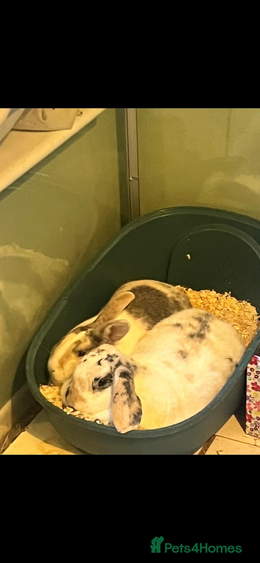 Mixed Breed rabbits Bonded female neutered rabbits - Advert 5