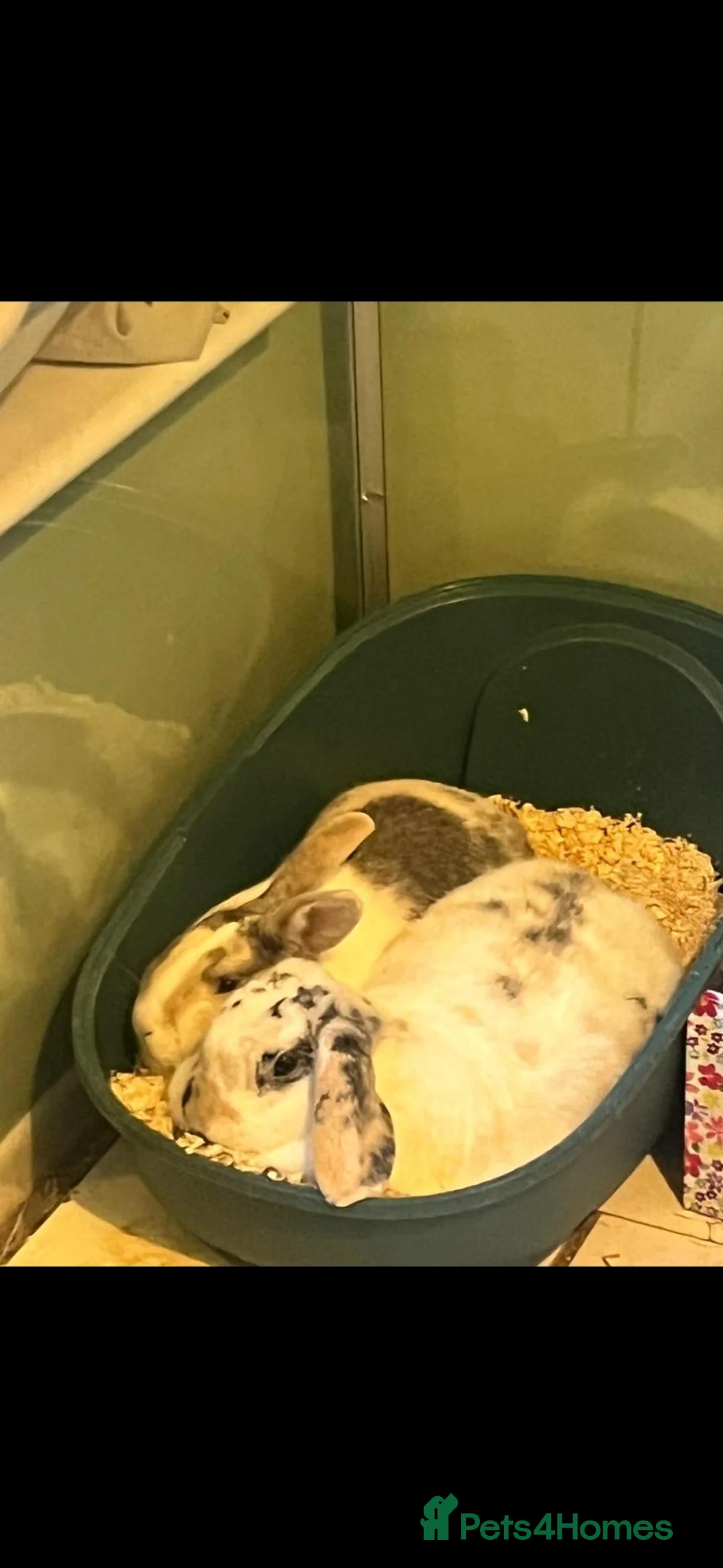 Mixed Breed rabbits for sale: Bonded female neutered rabbits in Tidworth - Advert 1