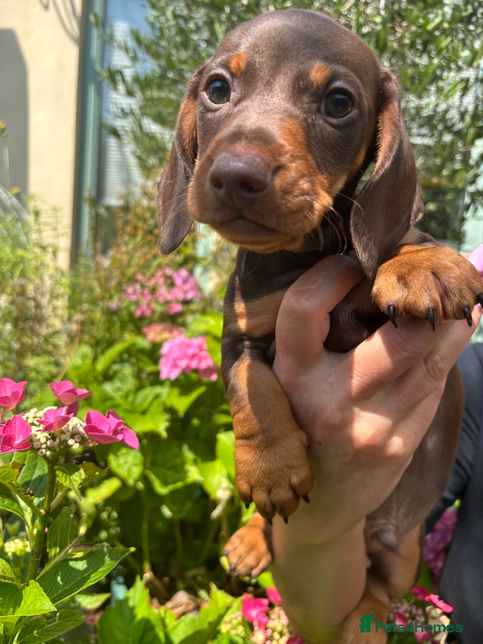 Miniature Dachshund dogs Gorgeous KC Miniature Dachshund puppies last 1 - Advert 1