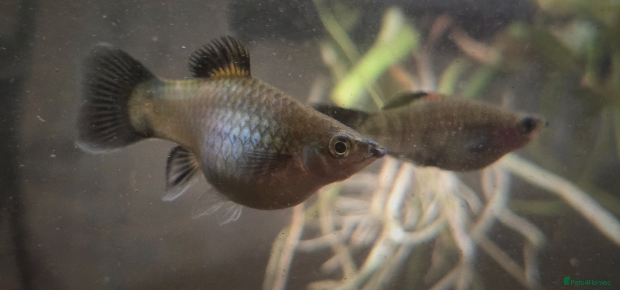 Platies fish Baby Southern Platy (blue) - Advert 18