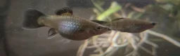 Platies fish for sale: Baby Southern Platy (blue) - Advert 1