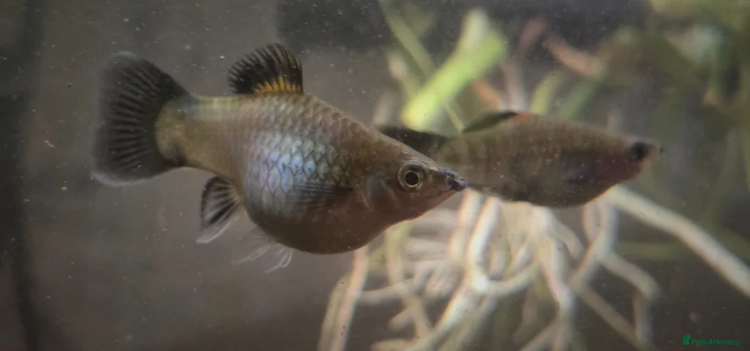 Platies fish for sale: Baby Southern Platy (blue) - Advert 1