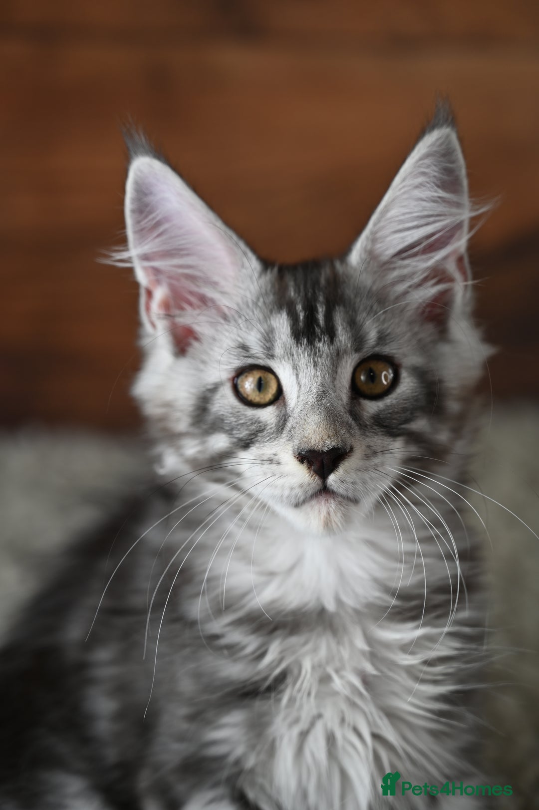Maine Coon cats for sale: 👑 6 Majestic, health tested Kittens- TICA reg 🧬 - Image 4