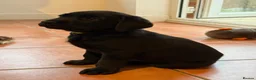 Labrador Retriever dogs for sale: **KC REGISTERED Labrador Puppies **  - Advert 5