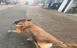 Mixed Breed dogs for sale: Belgian shepherd  - Image 2