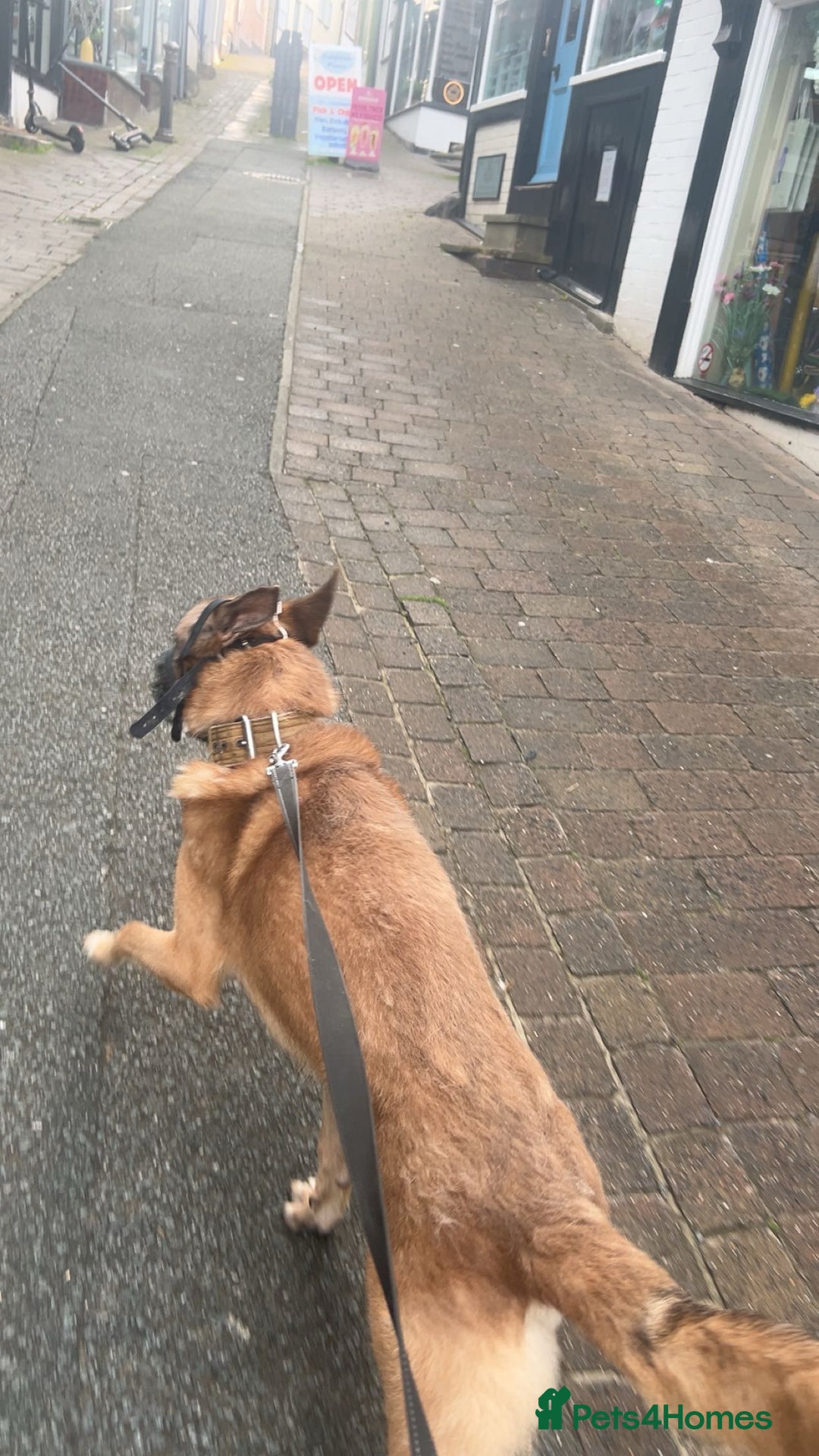 Mixed Breed dogs for sale: Belgian shepherd  - Image 2