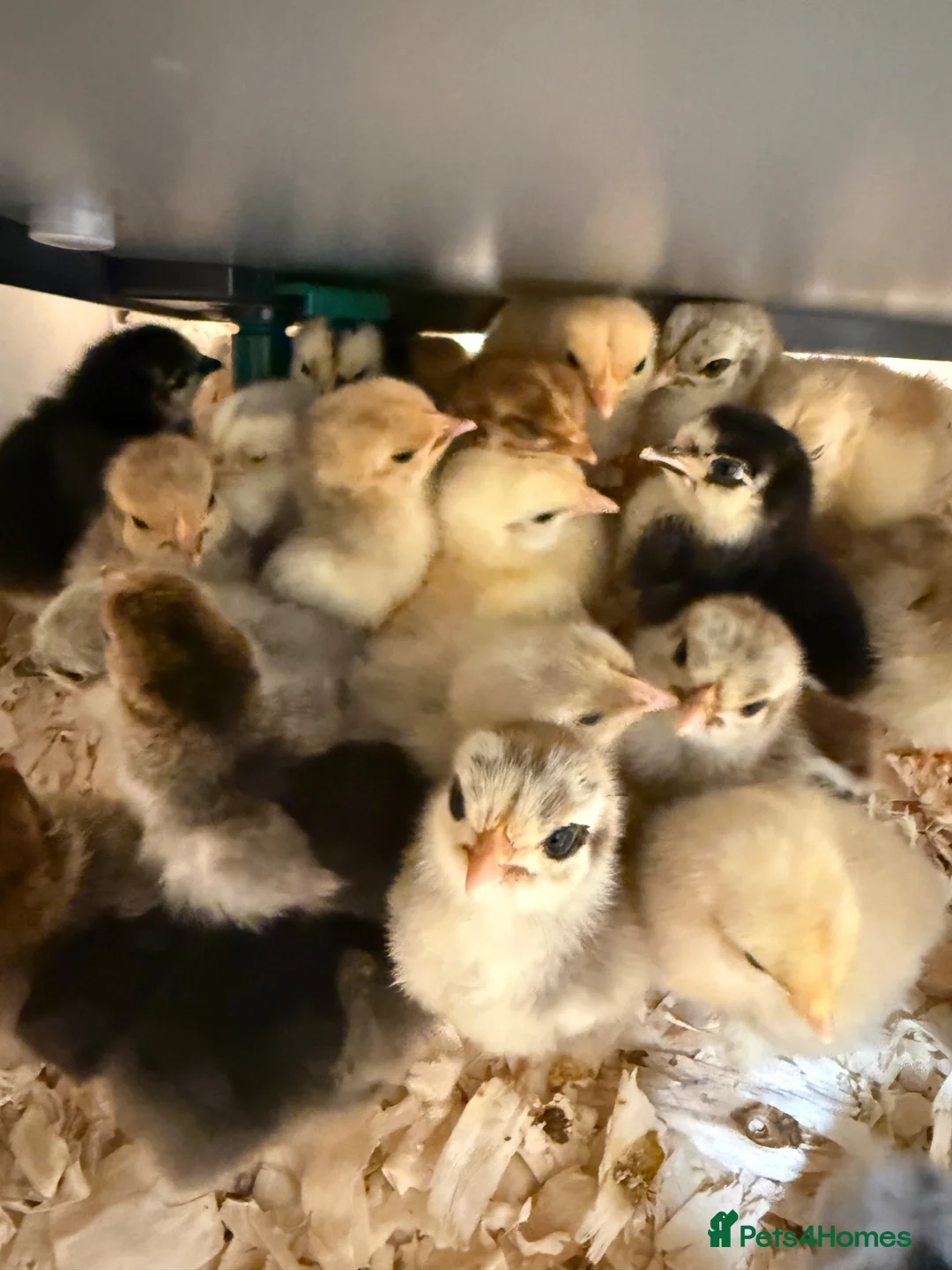 Hens poultry for sale: Pekin bantam  - Advert 1